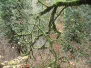 11.18.06 Latourell Falls 038 